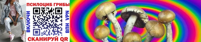 Псилоцибиновые грибы Psilocybine cubensis  Камышин 